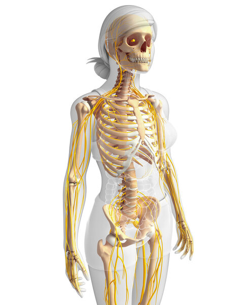 Nervous system and female skeleton artwork
