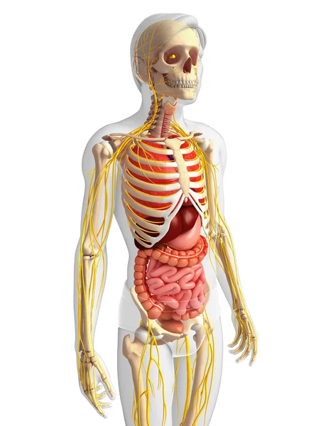 Male skeleton with nervous and digestive system artwork — Stock Photo, Image