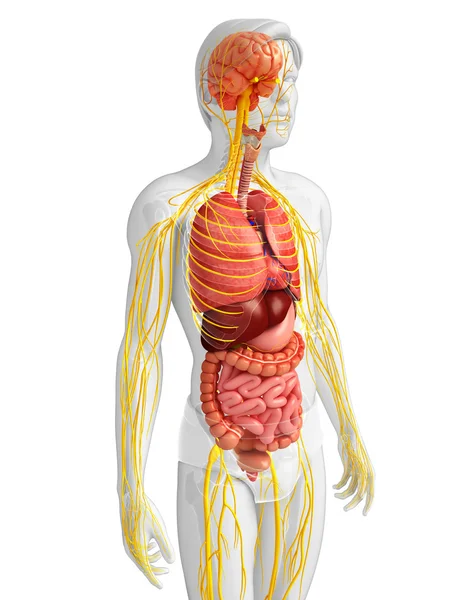 男性身体的神经系统和消化系统的图稿 — 图库照片