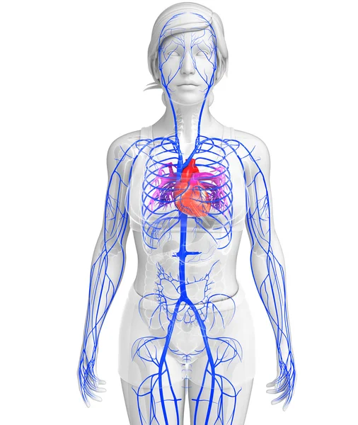 Anatomie lidského srdce — Stock fotografie