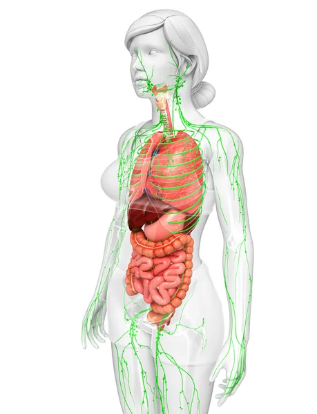 Lymphatic and digestive system of Female body artwork — Stock Photo, Image