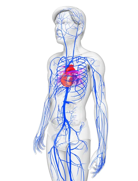 Anatomia do coração humano — Fotografia de Stock