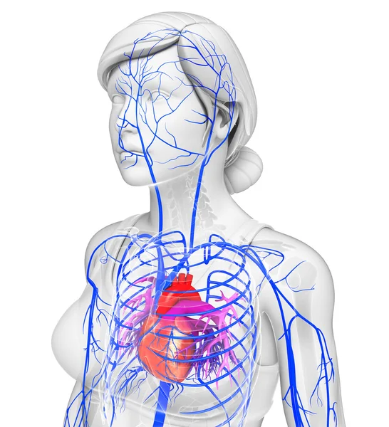 Anatomie lidského srdce — Stock fotografie