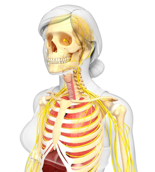 Esqueleto feminino com obras de arte do sistema nervoso e digestivo — Fotografia de Stock
