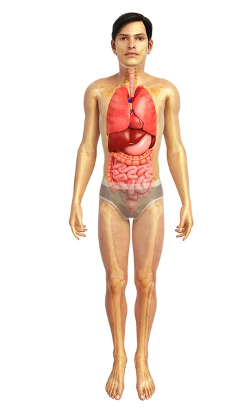 Menschliches Verdauungssystem — Stockfoto