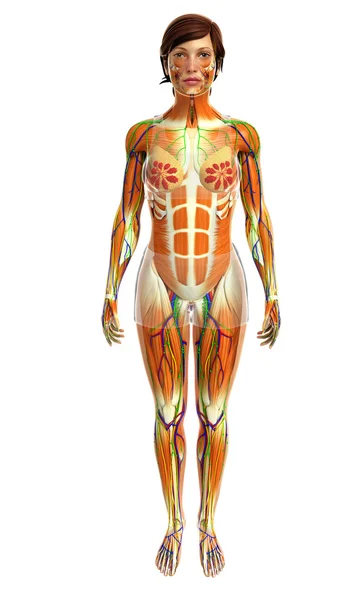 Vrouwelijke spieren anatomie — Stockfoto