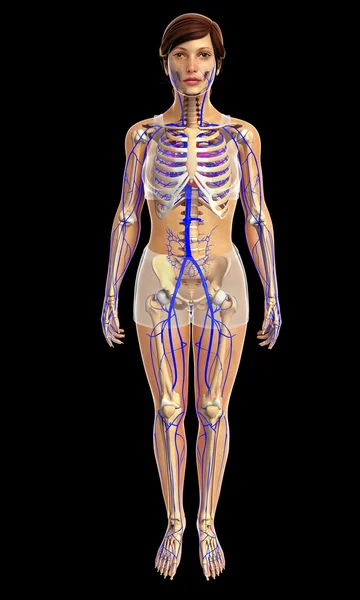 Anatomie lidského srdce — Stock fotografie