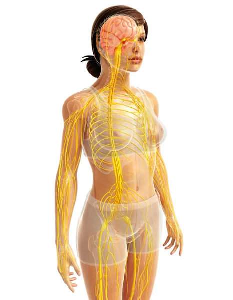 Arte del sistema nervioso humano —  Fotos de Stock