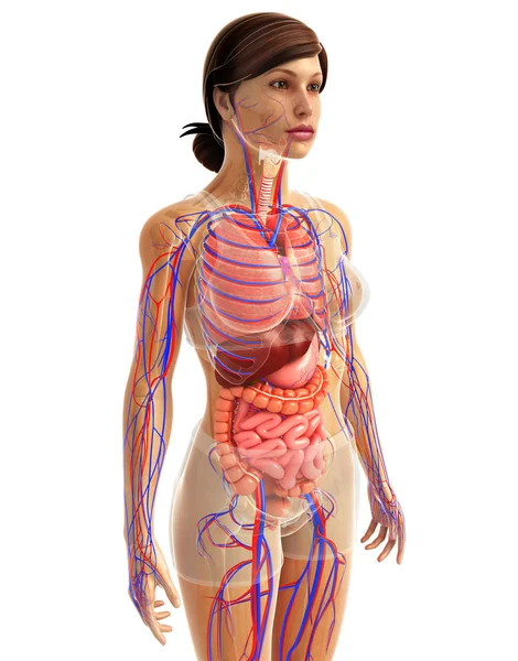 Human digestive system — Stock Photo, Image