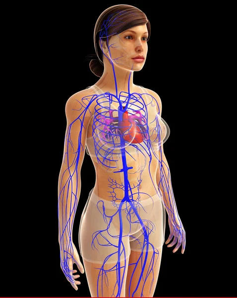 insan kalp anatomisi