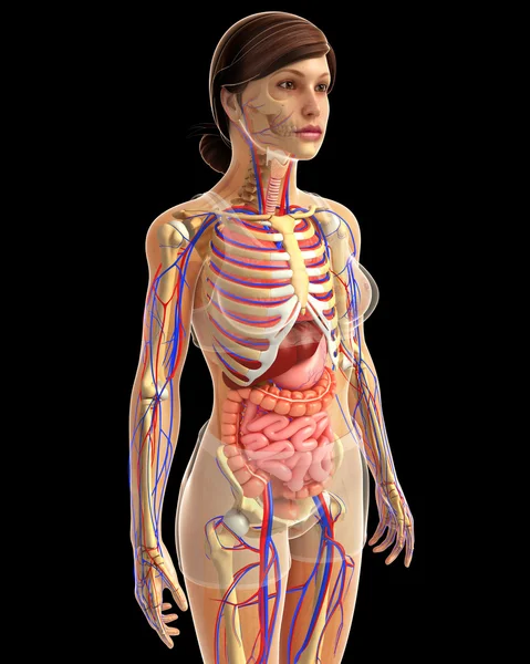 Sistema digestivo humano — Foto de Stock