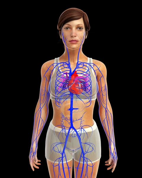 Human heart anatomy — Stock Photo, Image