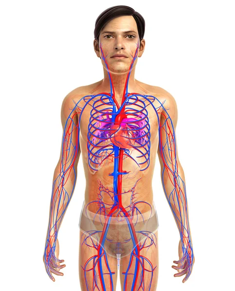 insan kalp anatomisi