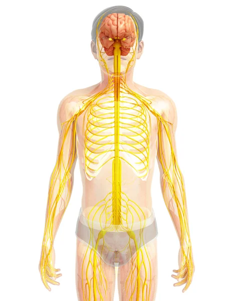 Ludzki układ nerwowy grafika — Zdjęcie stockowe
