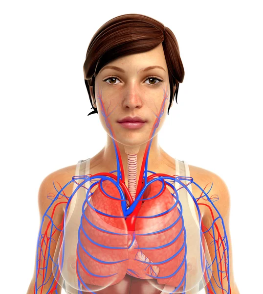 मानवी श्वसन प्रणाली — स्टॉक फोटो, इमेज