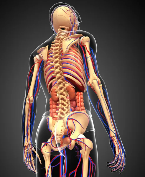 Man skelet, spijsvertering en bloedsomloop — Stockfoto
