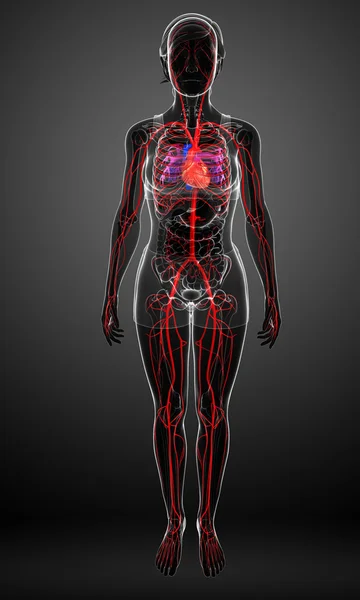 Weibliches Arteriensystem — Stockfoto