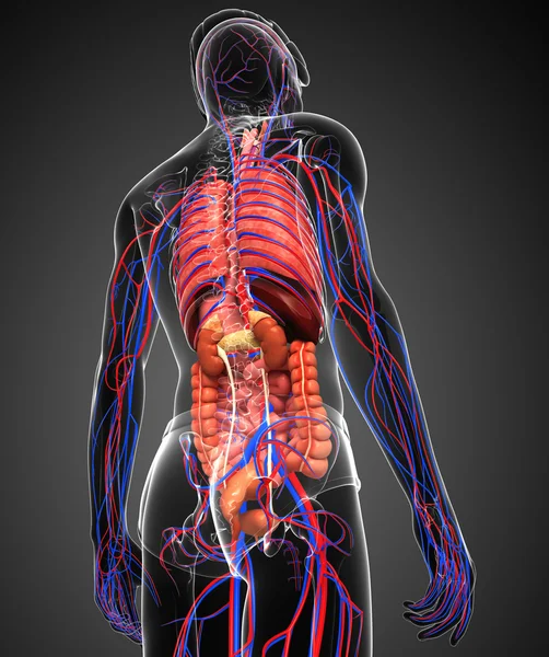 Verdauungs- und Kreislaufsystem des männlichen Körpers — Stockfoto
