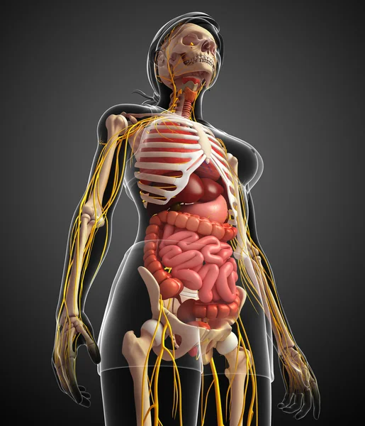Scheletro femminile con opere d'arte del sistema nervoso e digestivo — Foto Stock