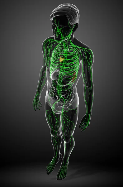 Lymphsystem des männlichen Körpers — Stockfoto