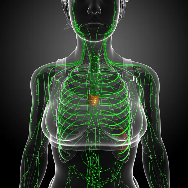 Sistema linfático del cuerpo femenino — Foto de Stock