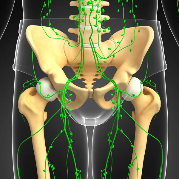 Sistem Lymphatic dari kerangka karya seni manusia — Stok Foto