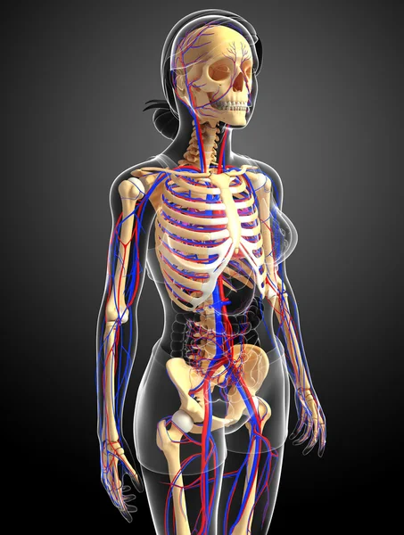 kadın iskelet dolaşım sistemi