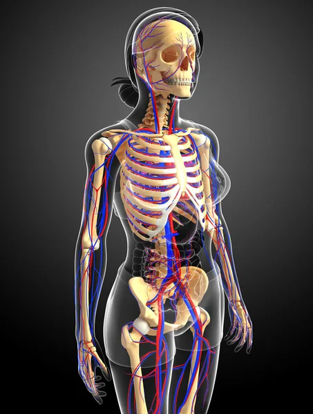 여성 골격 순환 시스템 — 스톡 사진