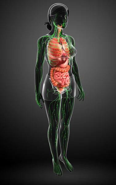 Lymfatisch en het spijsverteringssysteem vrouwelijk lichaam kunstwerken — Stockfoto