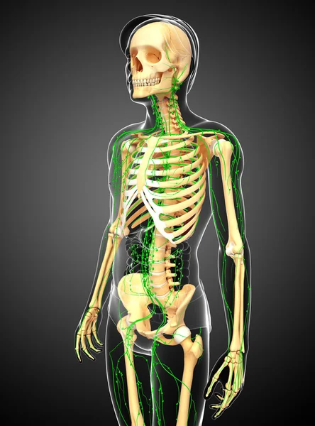 Lymphsystem des männlichen Skeletts — Stockfoto