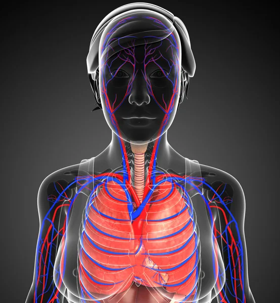 女性呼吸系统图稿 — 图库照片