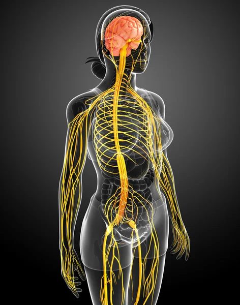 Female nervous system artwork — Stock Photo, Image