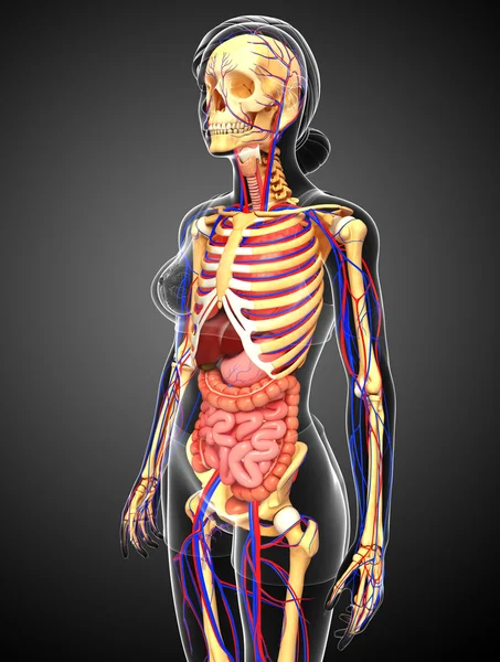 Esquelético, digestivo y circulatorio femenino —  Fotos de Stock