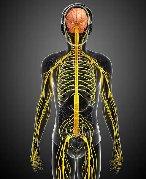 Kunstwerk des männlichen Nervensystems — Stockfoto