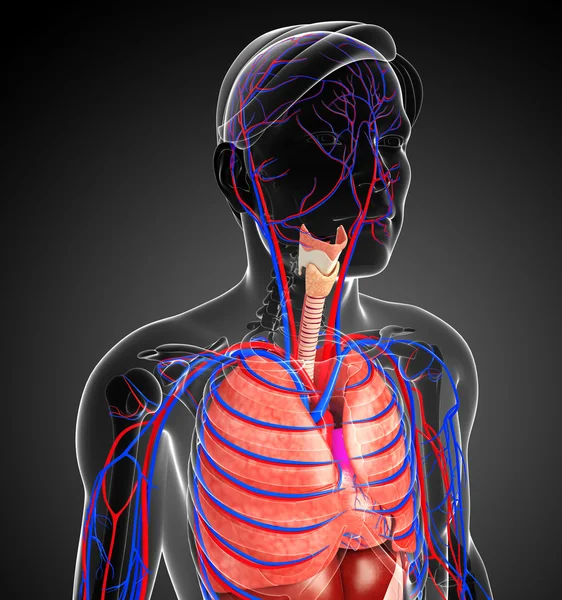 erkek solunum sistemi