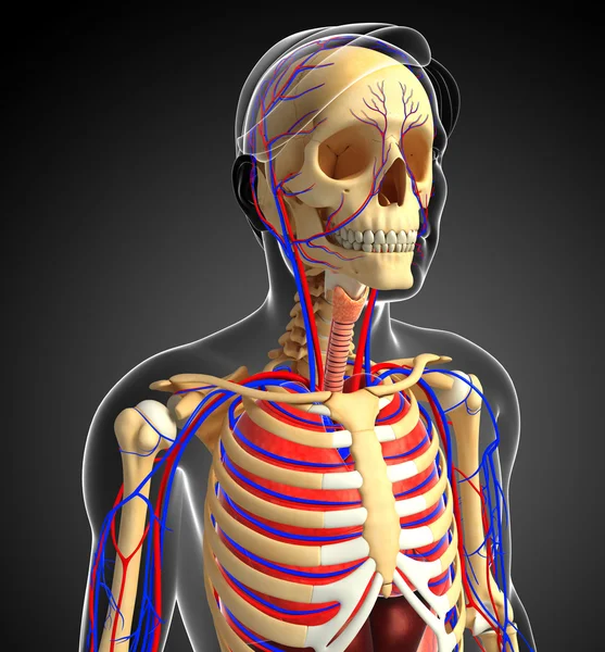 Manliga skelettet och cirkulationssystemet — Stockfoto