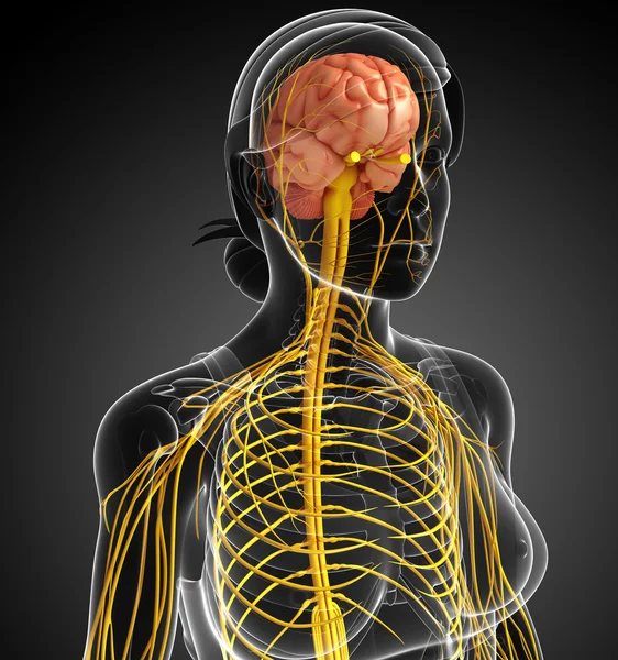 Kadın sinir sistemi sanat