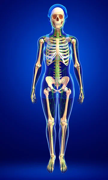 Lenfatik sistem kadın iskelet sanat