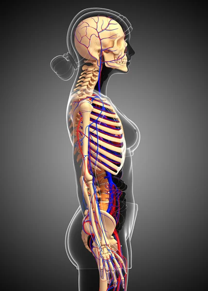 여성 골격 순환 시스템 — 스톡 사진