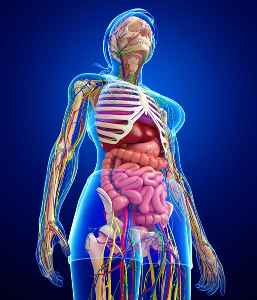 Lymphatic, skeletal, nervous and circulatory system of female bo — Stock Photo, Image