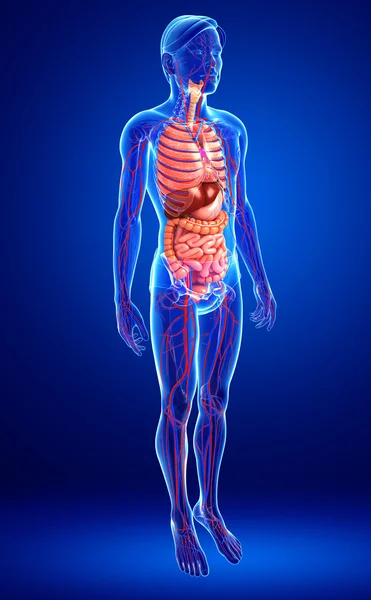 Digestive and circulatory system of male body — Stock Photo, Image