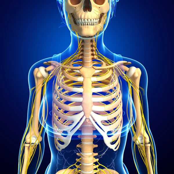 Female ribcage and nervous system artwork — Stock Photo, Image