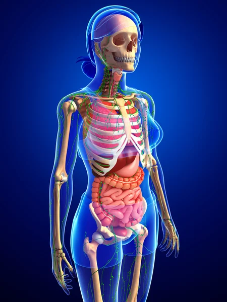 Lymphatic, skeletal, nervous and circulatory system of female bo — Stock Photo, Image