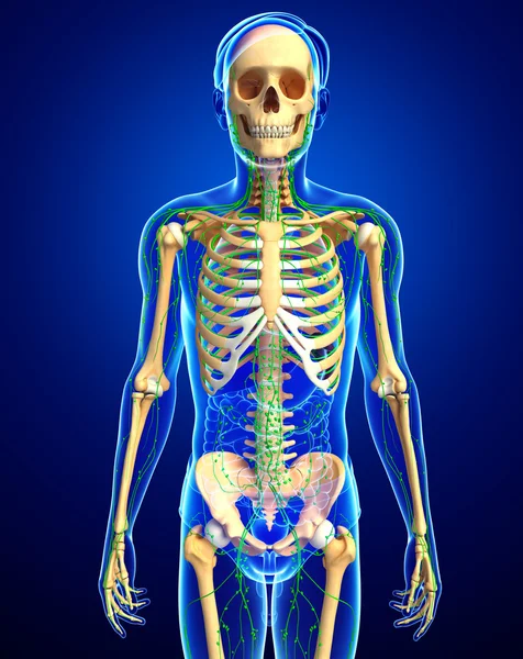 Lymphsystem des männlichen Skeletts — Stockfoto