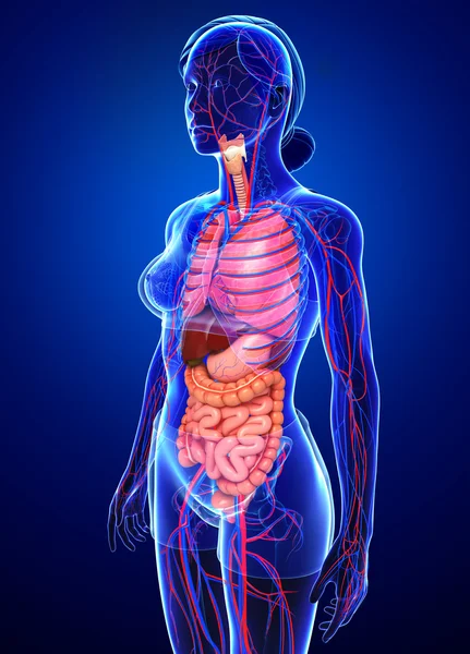 Sistema digestivo y circulatorio del cuerpo femenino — Foto de Stock