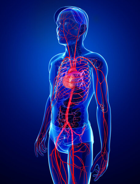 Male arterial system