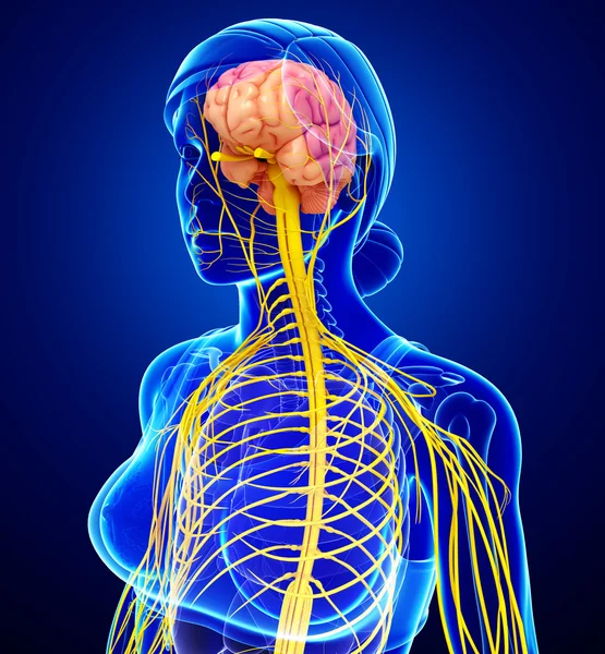 Female nervous system artwork — Stock Photo, Image