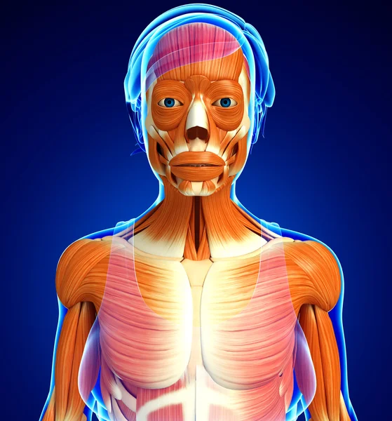 Anatomie männlicher Muskeln — Stockfoto