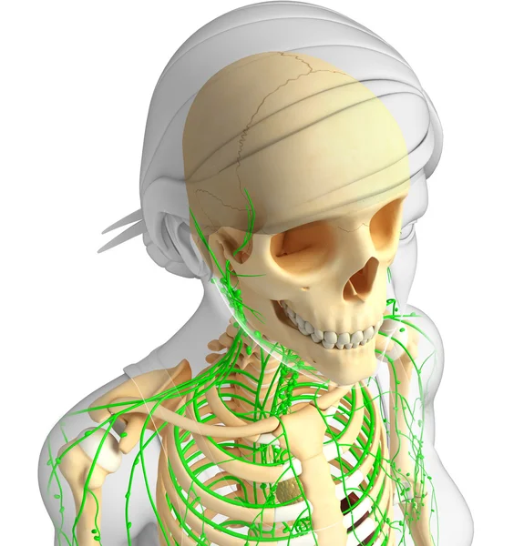 Sistema linfático de obras de arte esqueleto femenino — Foto de Stock