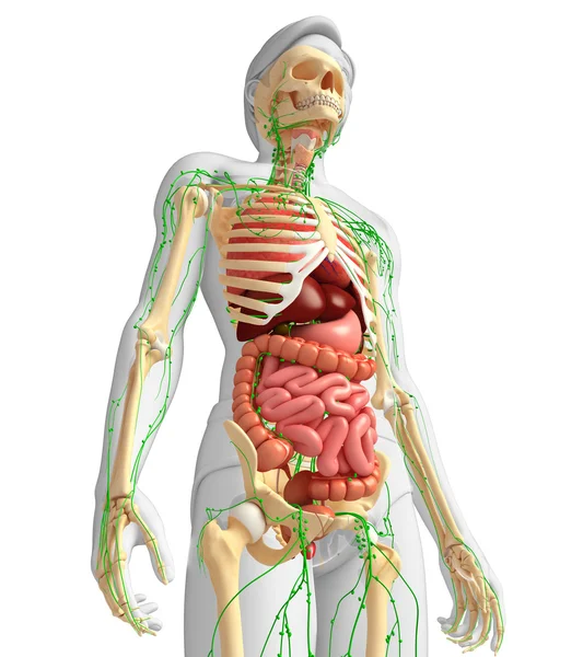 Sistema linfatico, scheletrico e digestivo di opere d'arte del corpo maschile — Foto Stock